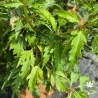 Acer-palmatum-Hanezu-hagoromo-ete