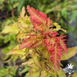 Acer-palmatum-Hanezu-hagoromo-nouvelle-pousse-d-ete
