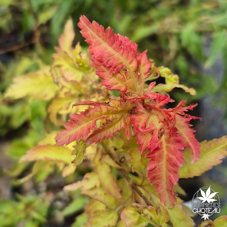 Acer-palmatum-Hanezu-hagoromo-nouvelle-pousse-d-ete