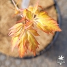 Acer-palmatum-Hanezu-Hagoromo-printemps