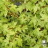 acer-palmatum-hanami-nishiki-ete
