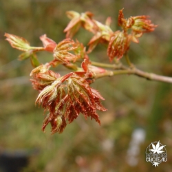 acer-palmatum-hanami-nishiki-printemps