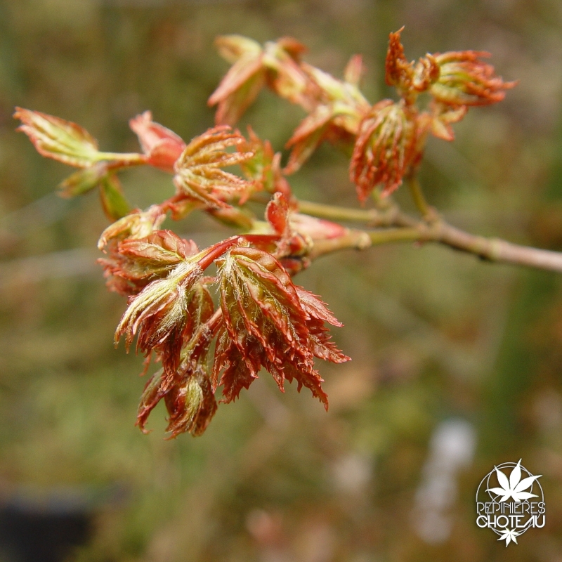 acer-palmatum-hanami-nishiki-printemps
