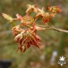 Tenuifolium
