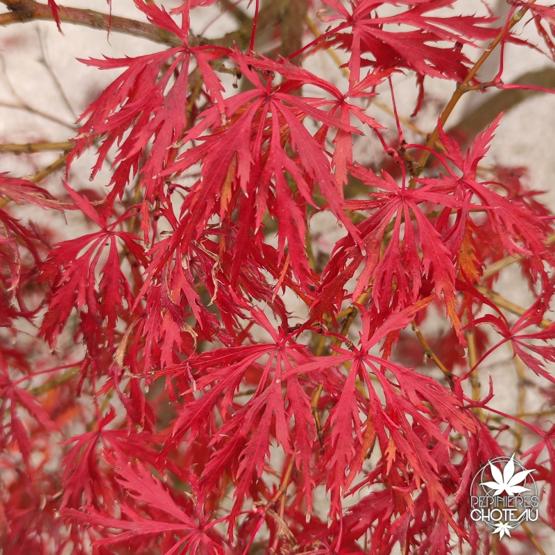 Acer-palmatum-Hana-matoï--automne