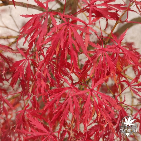 Acer-palmatum-Hana-matoï--automne