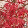 Acer-palmatum-Hana-matoï--automne