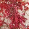 Acer-palmatum-Hana-matoï-automne-2