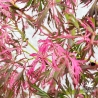 acer-palmatum-hana-matoi-ete