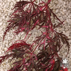 Acer-palmatum-Hana-matoï-fin-de-l-ete