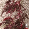 Acer-palmatum-Hana-matoï-fin-de-l-ete