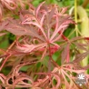 acer-palmatum-hana-matoi-printemps-2