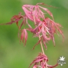 acer-palmatum-hana-matoi-printemps
