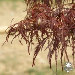 Tenuifolium