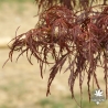 acer-palmatum-gibbon-s-printemps-2