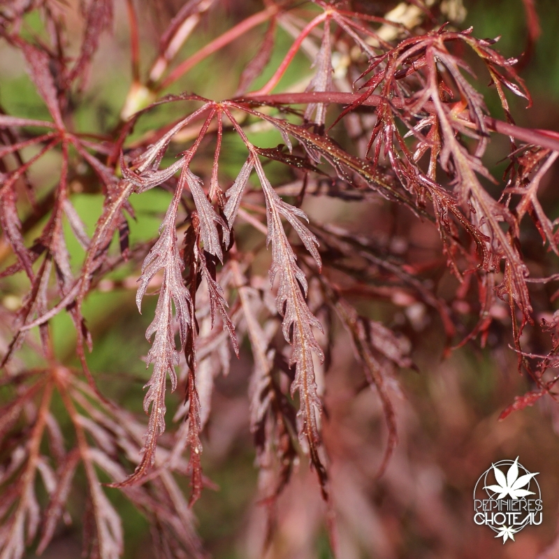 acer-palmatum-gibbon-s-printemps-3