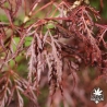 Tenuifolium
