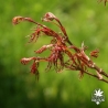 Tenuifolium