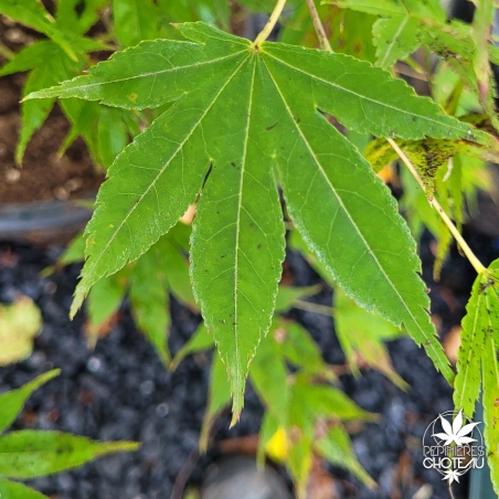 Acer-palmatum-Hakodate-yama-fin-de-l-ete
