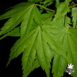 acer-palmatum-hakodate-yama-printemps