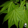 Tenuifolium