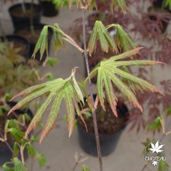 acer-palmatum-green-trompenburg-printemps