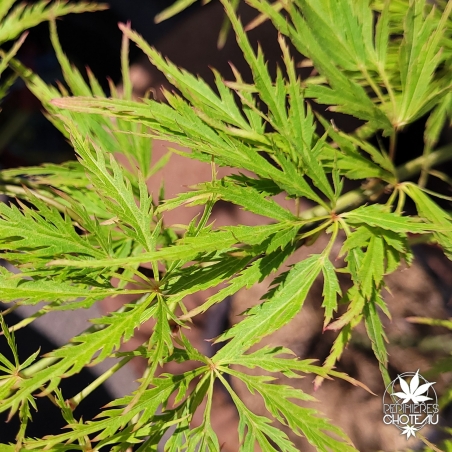 Acer-palmatum-Green-Mist-printemps-3