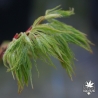 acer-palmatum-green-mist-printemps-2