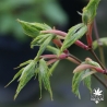 acer-palmatum-green-mist-printemps