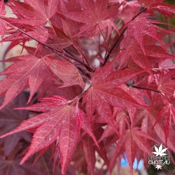 Acer-palmatum-Going-Red-printemps.jpg