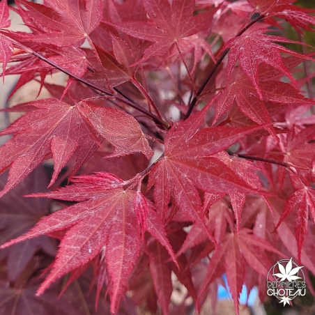 Acer-palmatum-Going-Red-printemps.jpg