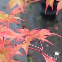 Acer-palmatum-Gassho-automne