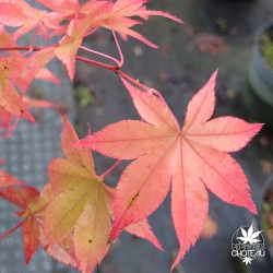 Tenuifolium