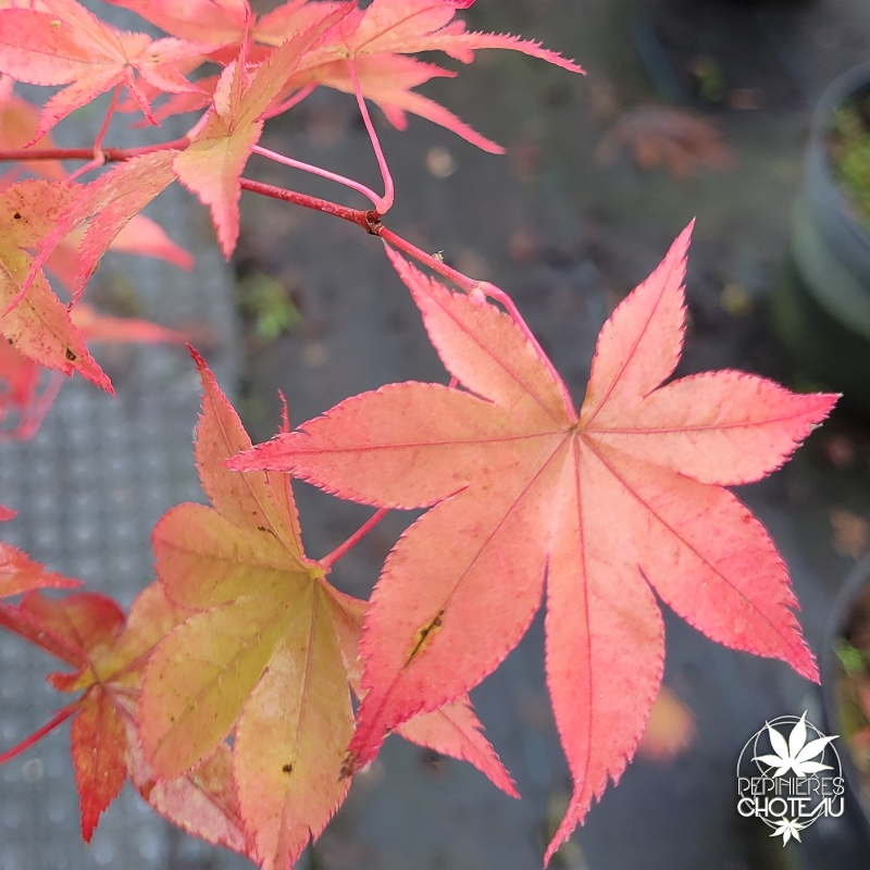 Acer-palmatum-Gassho-automne-2