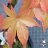 Acer-palmatum-Gassho-debut-de-l-automne
