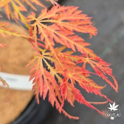 Acer-palmatum-Gassho-nouvelle-pousse-d-ete