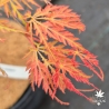 Acer-palmatum-Gassho-nouvelle-pousse-d-ete