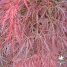 Ornatum