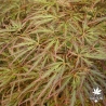 Ornatum