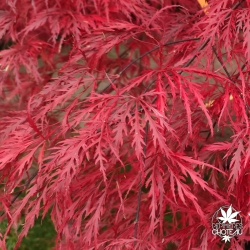 Tenuifolium