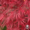 Tenuifolium