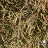 acer-palmatum-garnet-ete