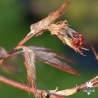 acer-palmatum-garnet-printemps