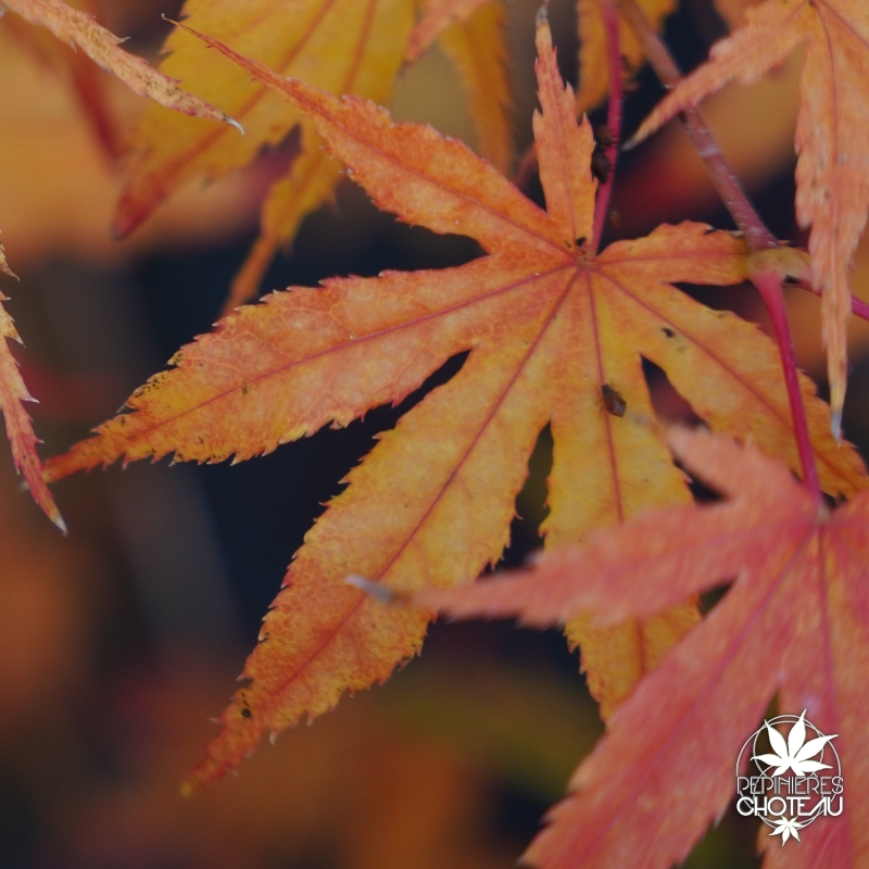 acer-palmatum-first-ghost-automne