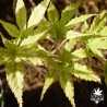 acer-palmatum-first-ghost-ete-2