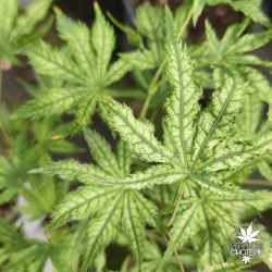 Acer-palmatum-First-ghost-ete