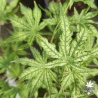 Acer-palmatum-First-ghost-ete