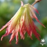 acer-palmatum-first-ghost-printemps-2