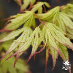 acer-palmatum-first-ghost-printemps