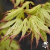 acer-palmatum-first-ghost-printemps
